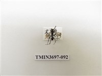 藏品(膜翅目(蜂))的圖片